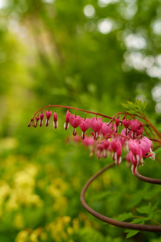 Pink bleeding heart flowers hang from a curved stem, set against a background of lush green foliage and soft yellow flowers, with a shallow depth of field creating a blurred, dreamy effect.