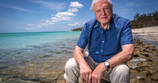 An older man with white hair sits on rocks at the edge of a clear blue sea, wearing a blue short-sleeve shirt and light pants. The sky is sunny with a few clouds, and a beach with trees is visible in the background.
