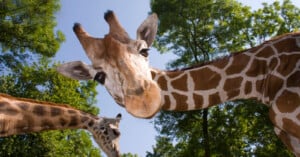 Two giraffes with brown and white patterned coats stand among green trees under a blue sky. The giraffe in the foreground looks directly at the camera with its head tilted, while the other is partly visible in the background.