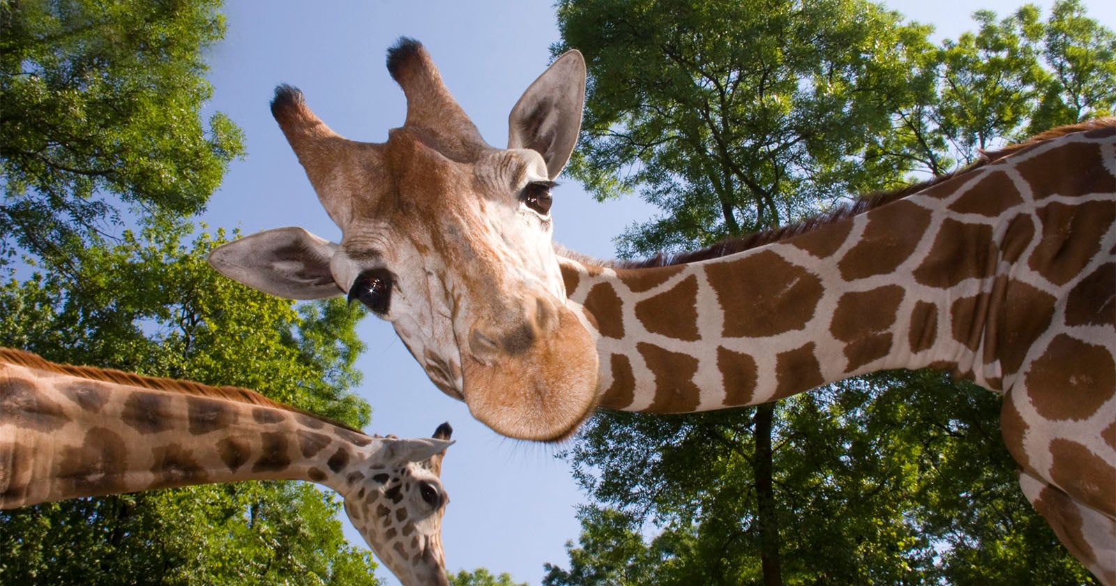 Scientists Are Building a Camera System to Monitor Zoo Animals’ Health
