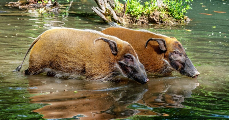 Two reddish-brown wild pigs with long snouts and black faces stand side by side in shallow, reflective water, near green plants and tree branches.