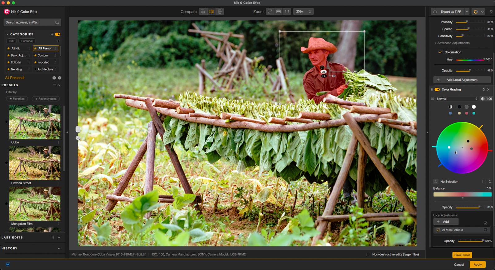 A person in a brown shirt and orange hat hangs large green tobacco leaves on a wooden rack outdoors, viewed on a photo editing software interface with adjustment tools visible.