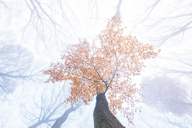 View looking up at a tree with orange autumn leaves, surrounded by tall, bare trees fading into a misty, pale sky, creating a dreamy, ethereal atmosphere.