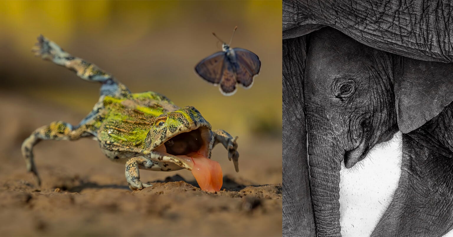 15 Mesmerizing Winners From the GDT Nature Photographer of the Year ...