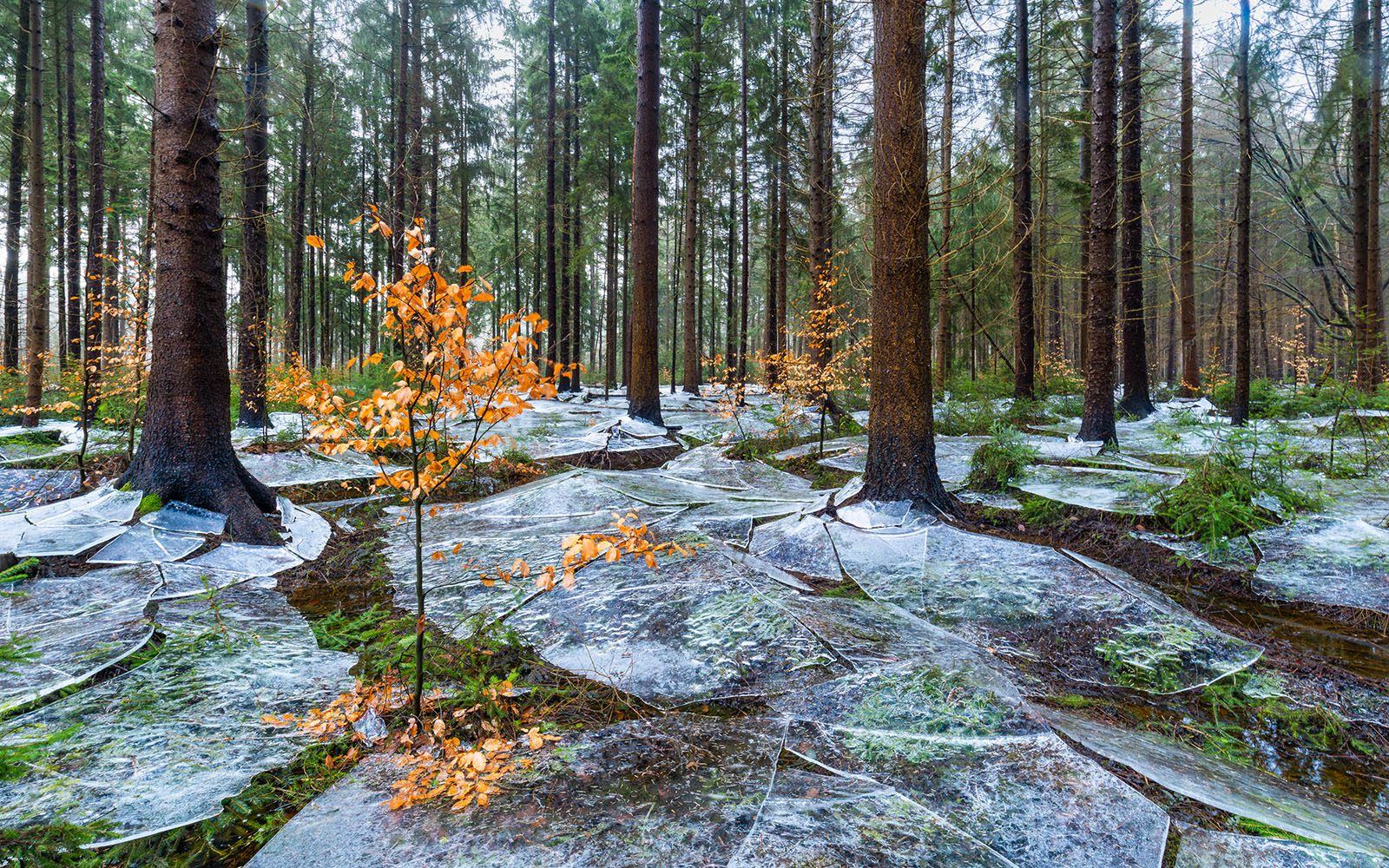 15 Mesmerizing Winners From the GDT Nature Photographer of the Year ...