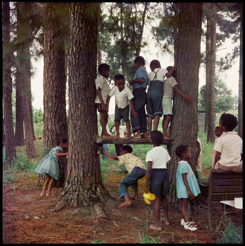 A group of children play together outside among tall pine trees, climbing and balancing on wooden planks between the trunks, while others stand or watch nearby. The scene is lively and surrounded by greenery.