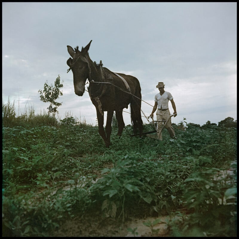 A man in a hat uses reins to guide a mule while working in a green, leafy field under a cloudy sky.