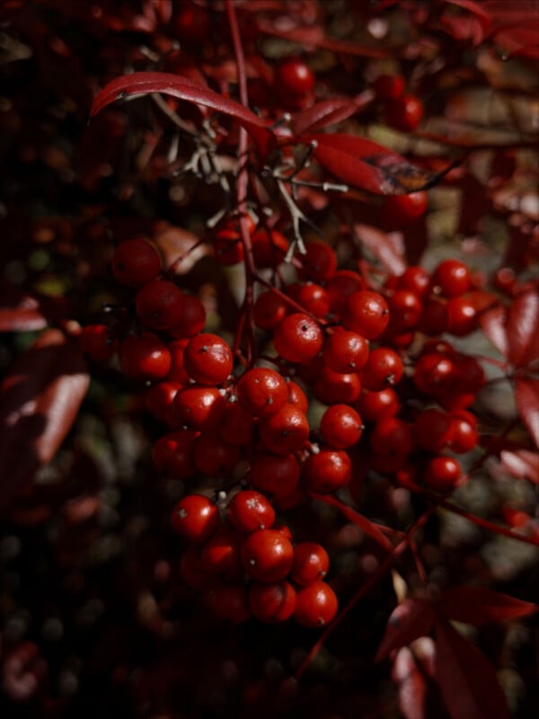 A cluster of bright red berries hangs from a branch with narrow, reddish leaves, surrounded by dark, blurred foliage in the background.