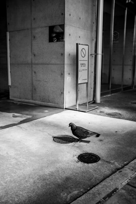 A single pigeon walks on a sunlit concrete sidewalk near two drains, beside a modern building with a no smoking sign and a small window above. The image is in black and white.