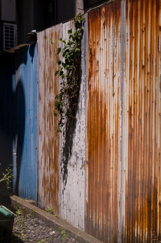 A rusty corrugated metal fence with sections of blue, white, and brown panels, partially covered with climbing green vines, stands beside a narrow stone path in sunlight.