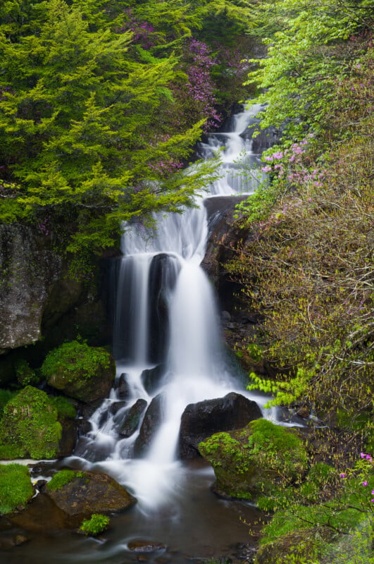 Una pequeña cascada cae sobre rocas rodeadas de exuberante musgo verde, árboles y flores rosadas en un vibrante entorno forestal.
