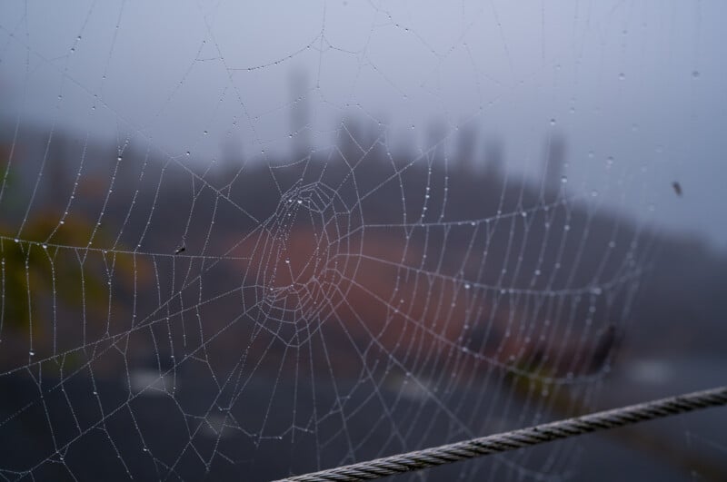 Primer plano de telaraña cubierta de gotas de rocío sobre un fondo brumoso y borroso con formas borrosas de árboles o edificios. La página es rica en detalles y ligeramente brillante.