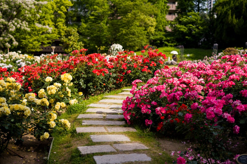 Un camino de piedra serpentea a través de un vibrante jardín lleno de flores rojas, rosadas y amarillas y rodeado de exuberantes árboles verdes en un día soleado.