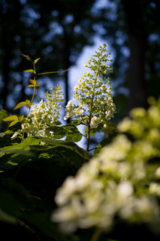 Close-up of white flowering plants surrounded by green leaves, with sunlight highlighting the blooms and a blurred forest background under a blue sky.