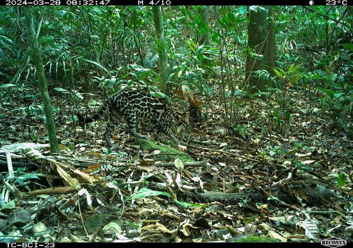 An ocelot with a distinctive spotted coat walks through dense, leafy forest undergrowth, captured by a trail camera in the daytime. Sunlight filters through the trees, illuminating the surrounding vegetation.