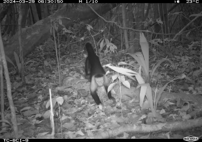 A black-and-white camera trap image shows a monkey walking on the forest floor with its tail up, surrounded by dense vegetation and fallen leaves in a tropical forest, dated March 29, 2024.