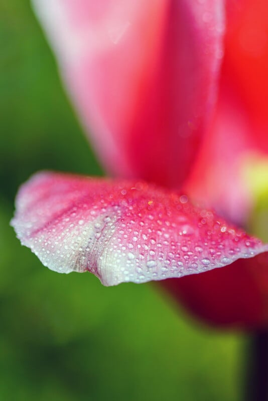 A close-up of a vibrant red-pink flower petal covered in clear water droplets, with a blurred green background.