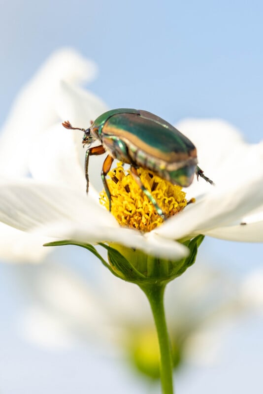 A metallic green beetle is perched on the yellow center of a white flower, with a soft blue sky in the background.
