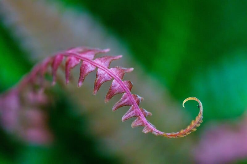 A close-up of a pinkish-red fern frond unfurling against a blurred green background, showing detailed texture and curled tip.