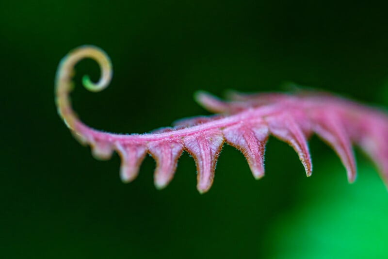 Close-up of a young, pink fern frond with fine hairs, curling at the tip, set against a blurred green background.