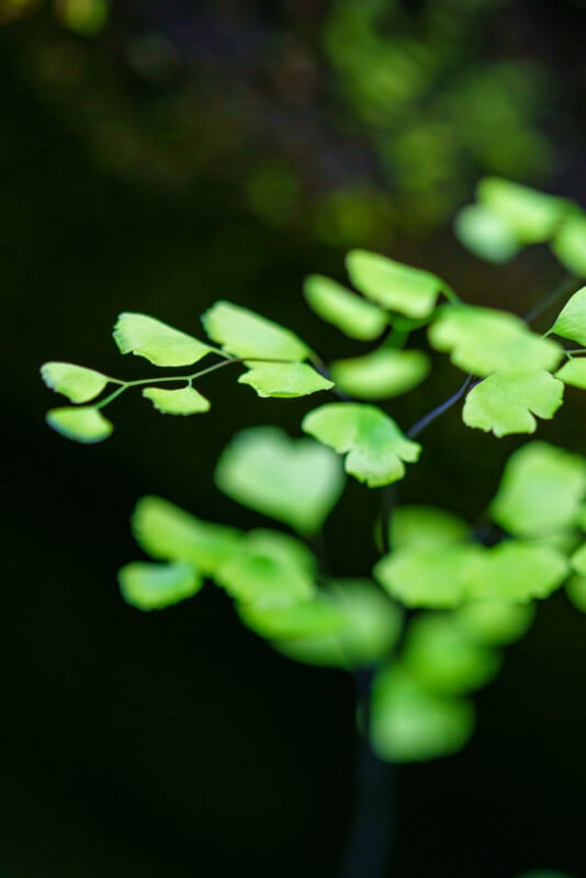 Close-up of delicate, light green fern leaves with a soft focus and a dark, blurred background, highlighting the intricate shapes and gentle curves of the foliage.