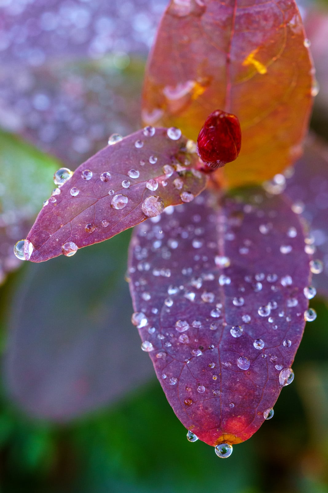 Easy Macro Photography Tips for Incredible Close-Up Photos | PetaPixel
