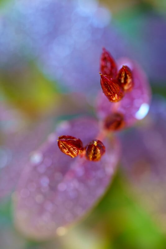 Close-up of a plant with purple, oval-shaped leaves and small red buds, featuring dew drops and a soft, colorful background with green and yellow hues.