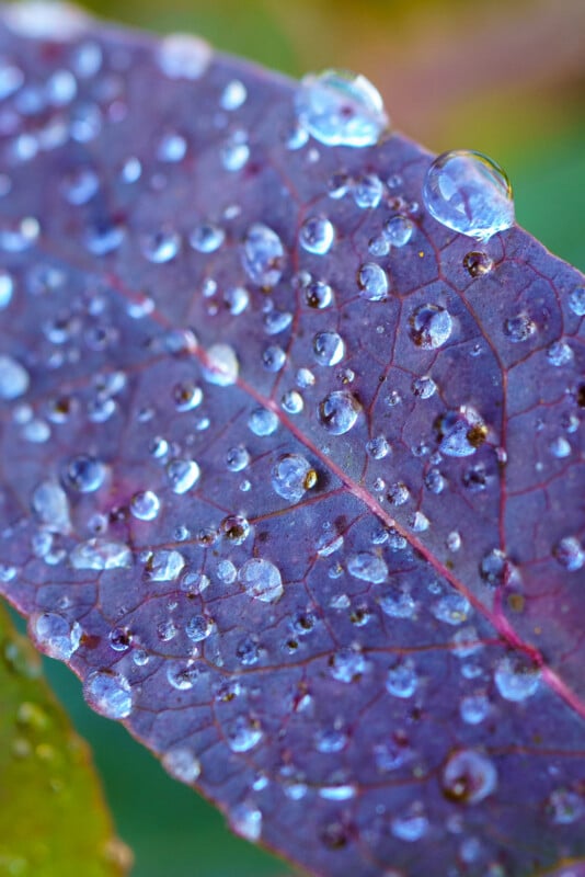 Close-up of a purple leaf covered with clear water droplets, showing intricate leaf veins and vibrant colors in the background.