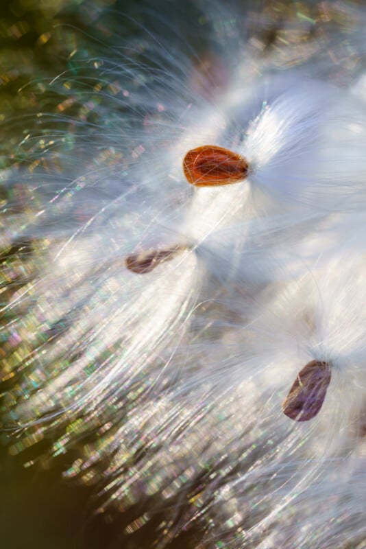 Close-up of fluffy milkweed seeds with delicate white fibers radiating outward, catching the light and creating a soft, sparkling effect. Brown seeds are nestled among the silky filaments.