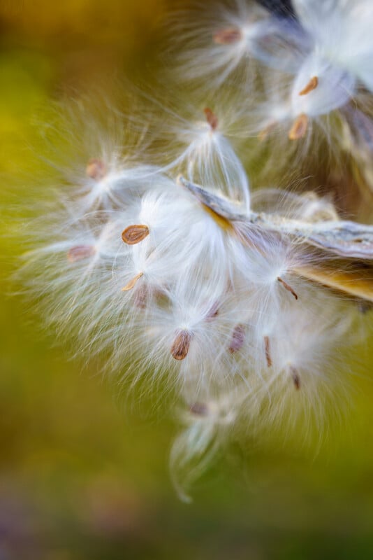 Close-up of milkweed seeds with silky white fibers and brown seed pods, set against a soft, blurred yellow and green background.