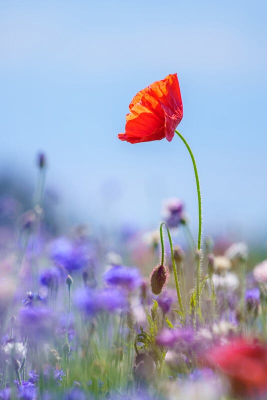 A single bright red poppy stands tall in a sunlit field of blurred purple and white wildflowers against a soft blue sky background.