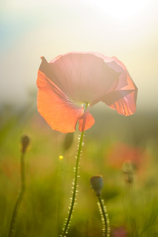 A vibrant red poppy flower stands in soft focus, backlit by warm sunlight, with green blurred stems and buds in the background creating a dreamy, gentle atmosphere.