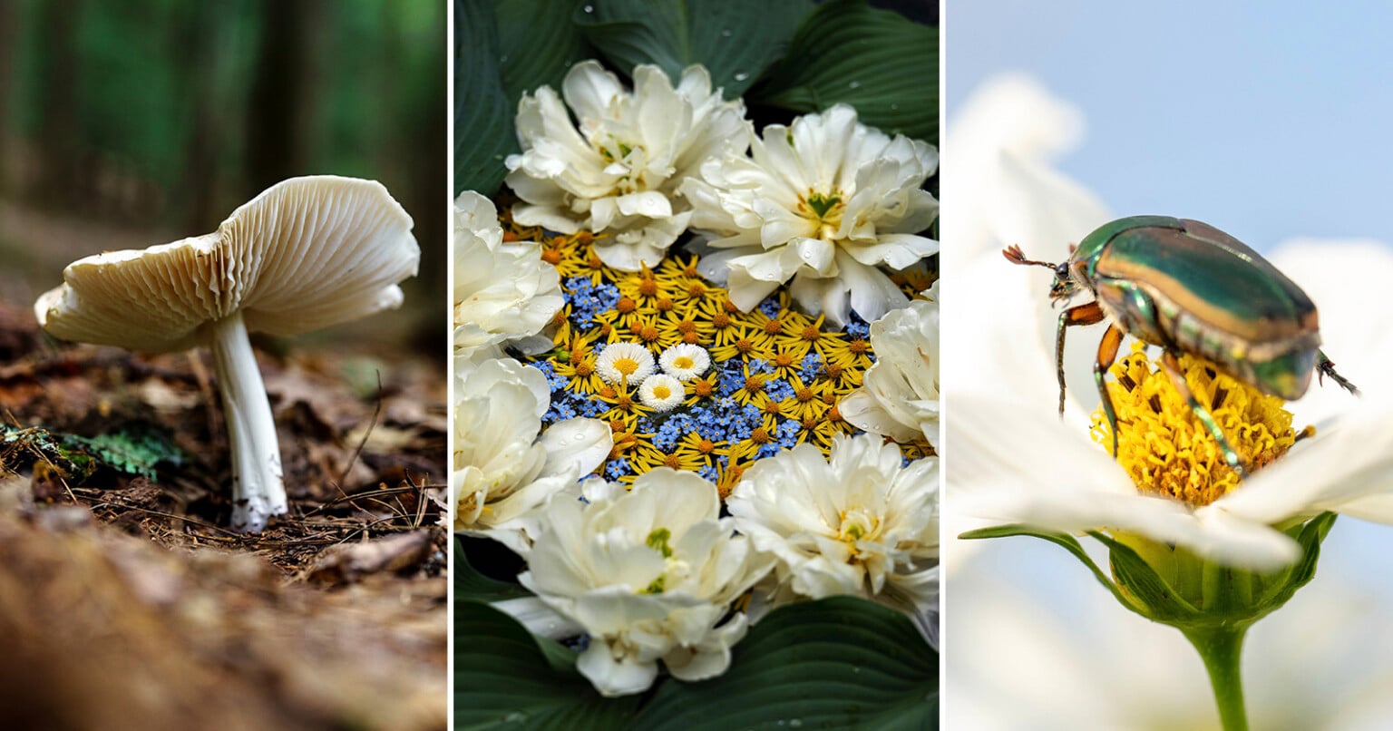 easy-macro-photography-tips-for-incredible-close-up-photos-petapixel
