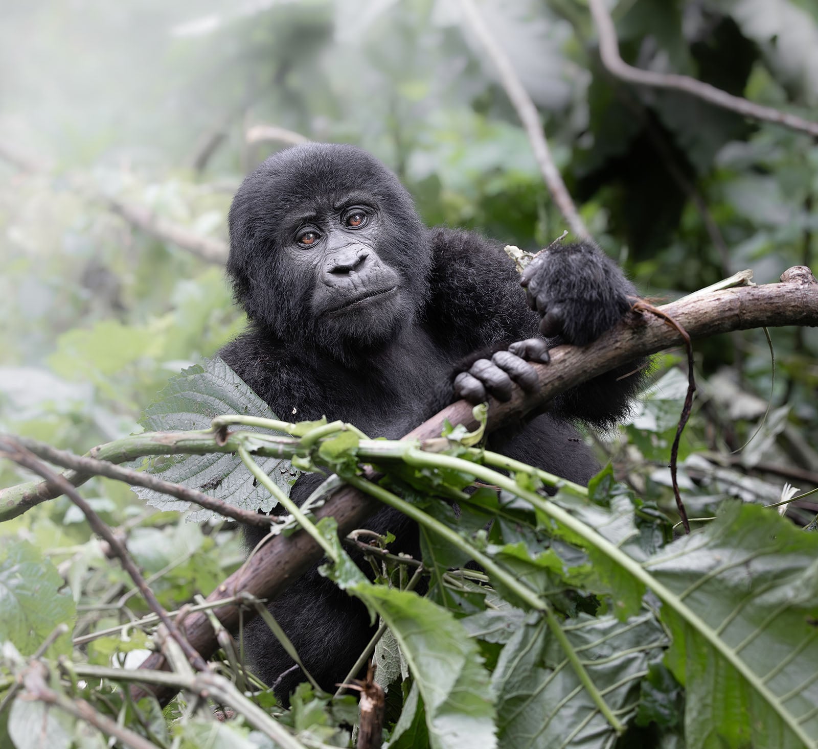 A young gorilla sits on a fallen branch surrounded by lush green foliage, looking thoughtfully at the camera in a dense forest environment.