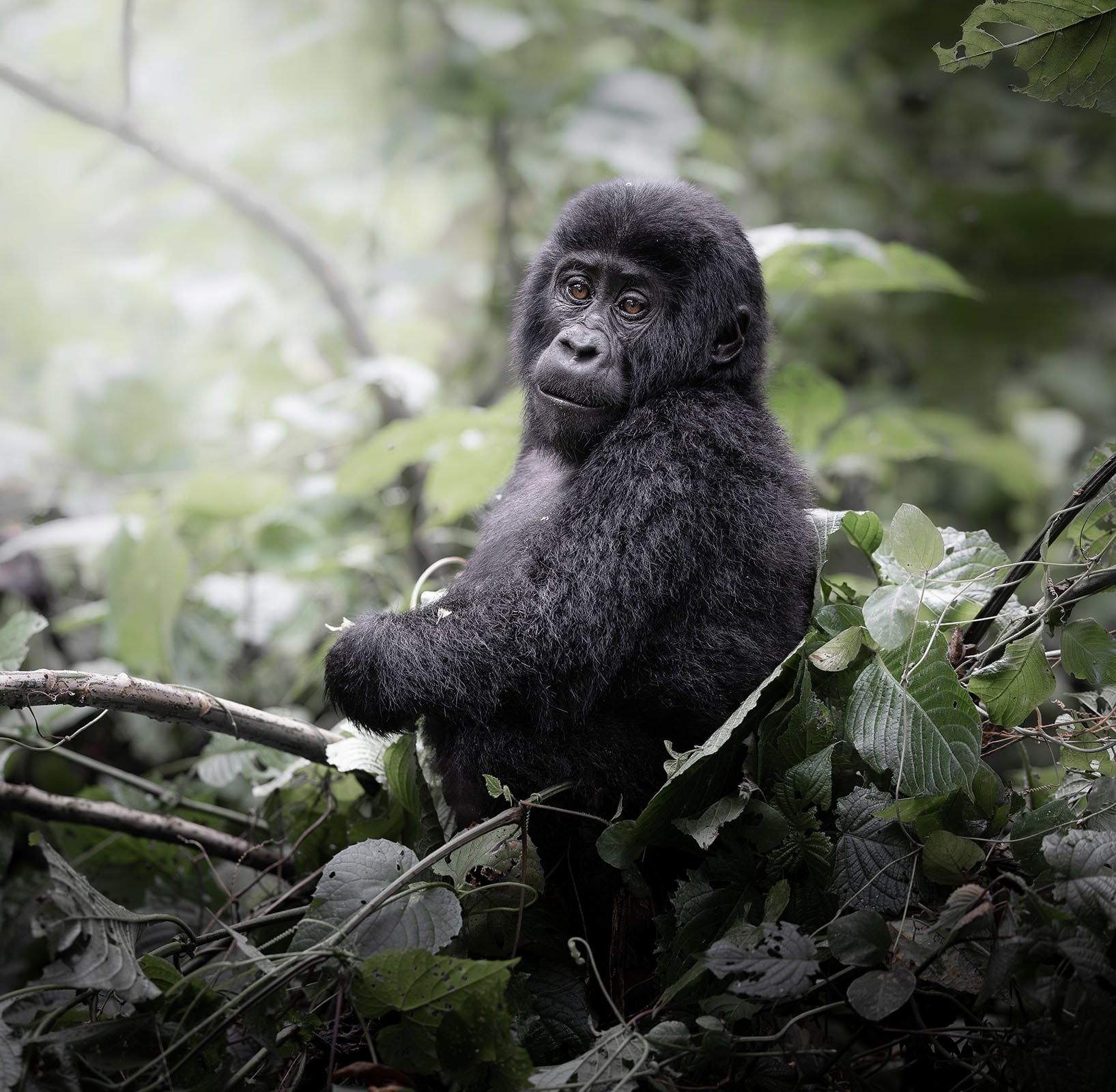 A young gorilla sits among green foliage in a forest, looking over its shoulder toward the camera with a calm expression.
