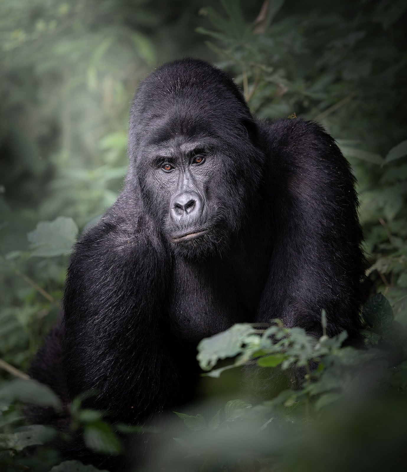 A gorilla with dark fur sits among green foliage, looking slightly to the side with a calm, thoughtful expression. The background is blurred, highlighting the gorilla’s face and form.