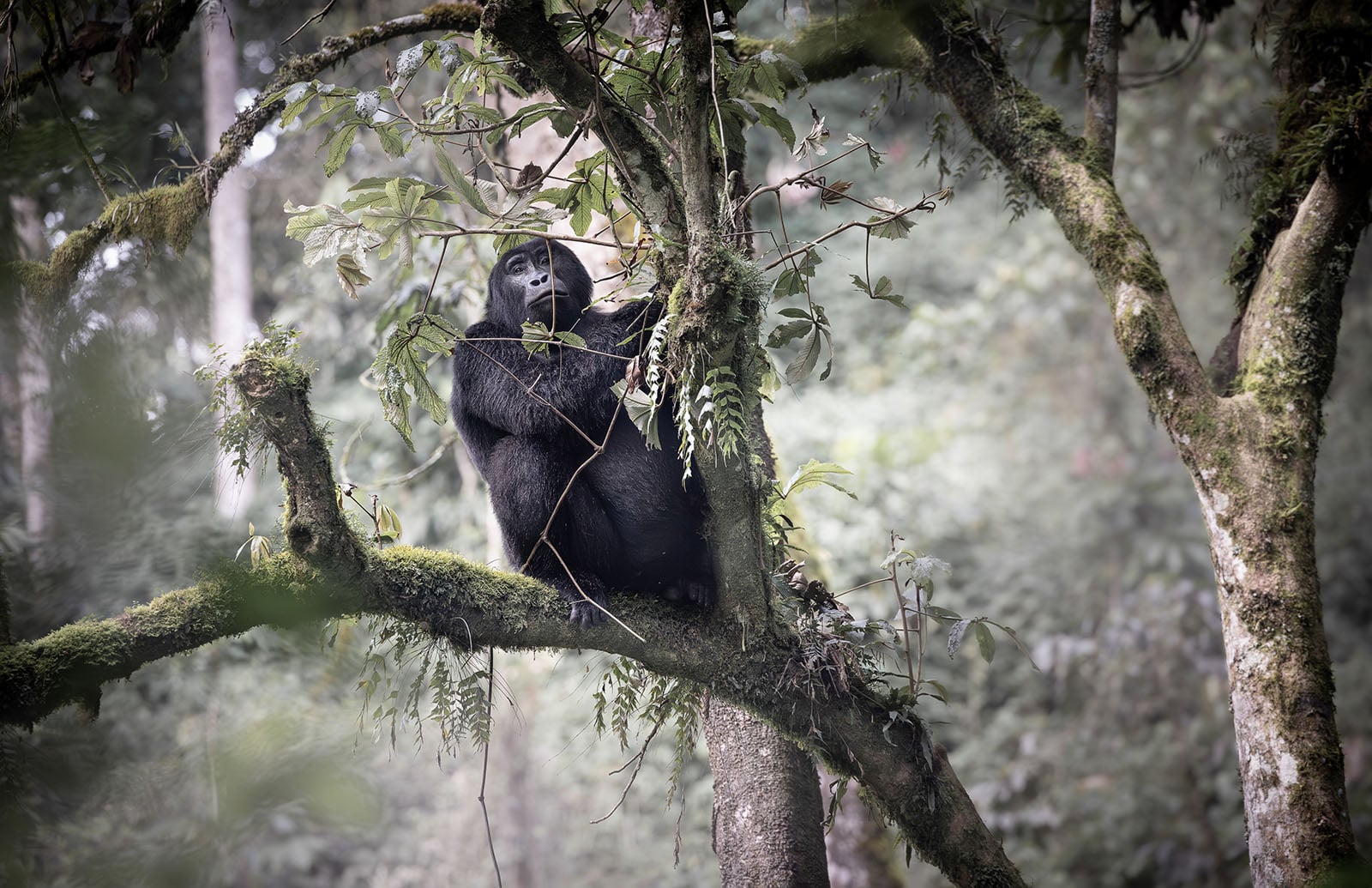 A gorilla sits perched on a mossy tree branch in a dense, green forest, surrounded by leaves and foliage, looking upwards with one arm holding onto a branch.
