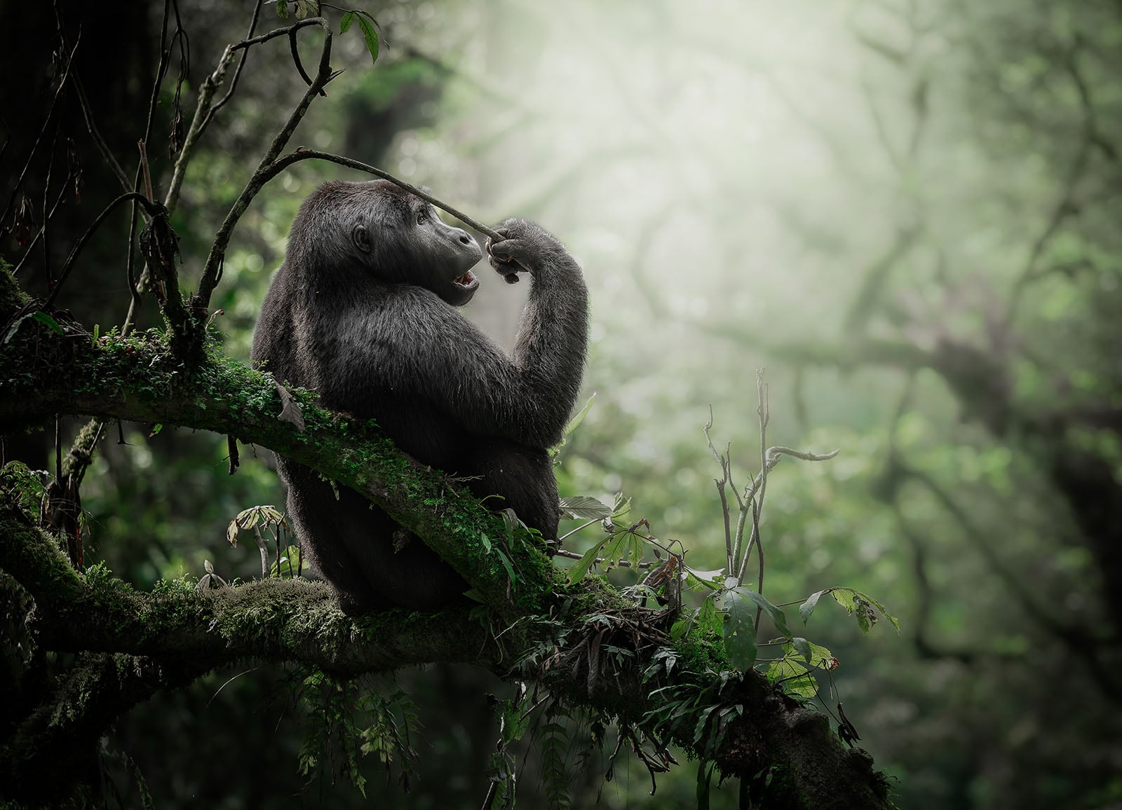 A gorilla sits on a moss-covered tree branch in a lush, green forest, touching its face and gazing into the distance as sunlight filters through the foliage.