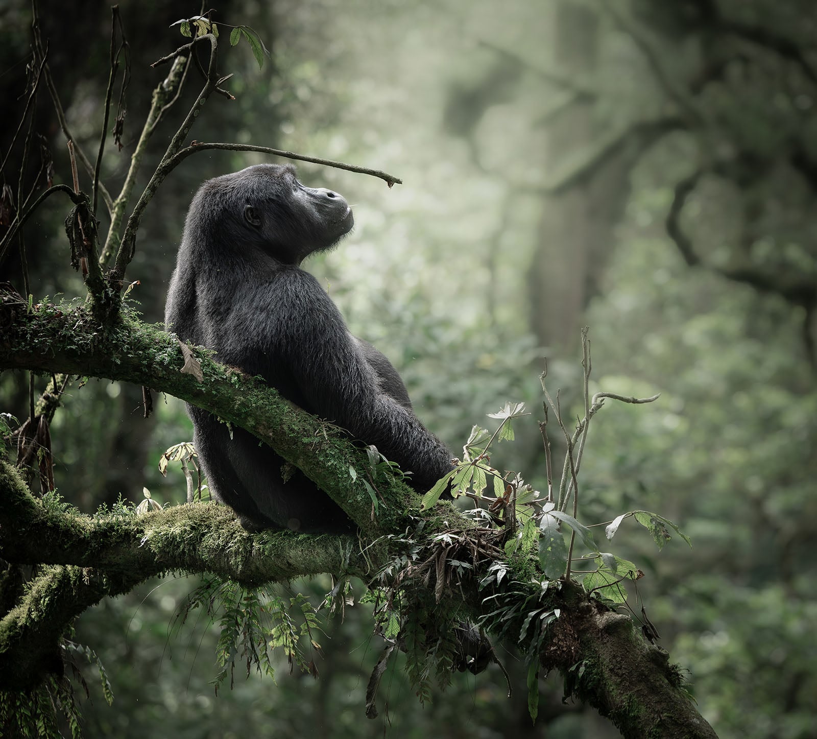A gorilla sits on a mossy tree branch in a dense, green forest, gazing upward with a calm expression. Mist and filtered sunlight create a serene, natural atmosphere.
