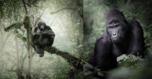 Split image showing a gorilla sitting on a mossy tree branch eating leaves in a misty forest (left), and a close-up of a gorilla’s face surrounded by green foliage (right).