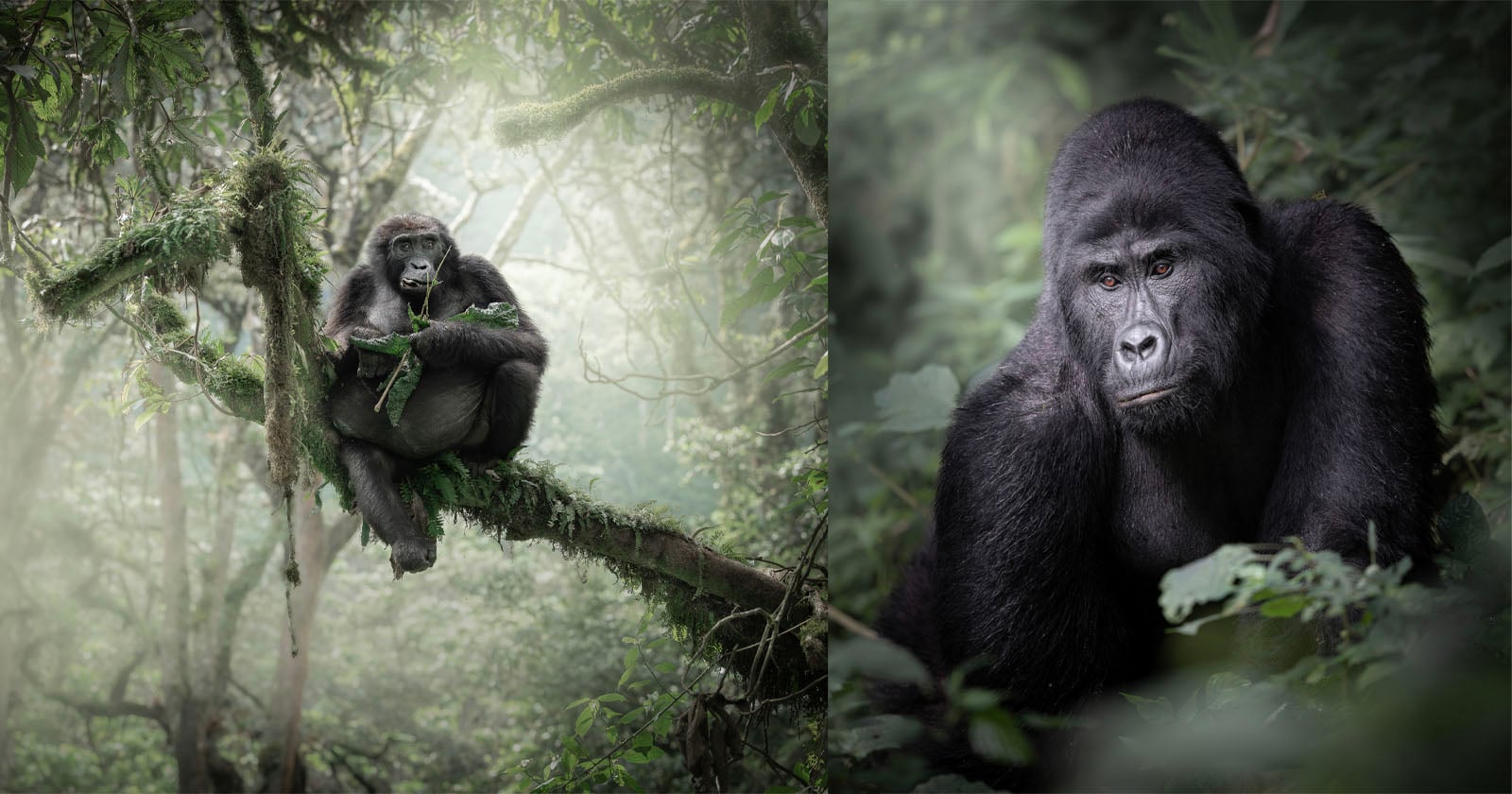 Split image showing a gorilla sitting on a mossy tree branch eating leaves in a misty forest (left), and a close-up of a gorilla’s face surrounded by green foliage (right).