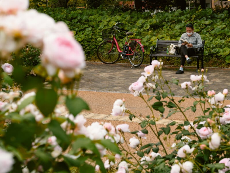 A person sits on a park bench reading a book, with a red bicycle nearby. Pink flowers in the foreground frame the scene, and lush green foliage fills the background.