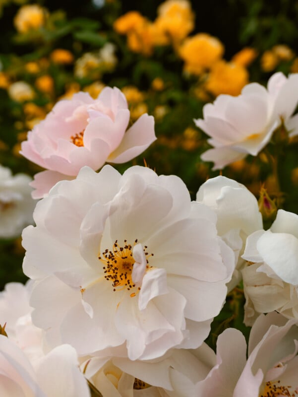 Close-up of pale pink and white roses in bloom, with soft yellow roses blurred in the background, set against green foliage.