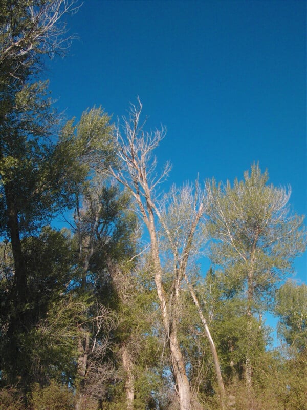 Leafy green trees and a tall, bare tree stand under a clear, bright blue sky.