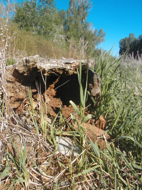 A hollow, decaying tree stump surrounded by tall green grass and plants, with trees and a clear blue sky in the background.
