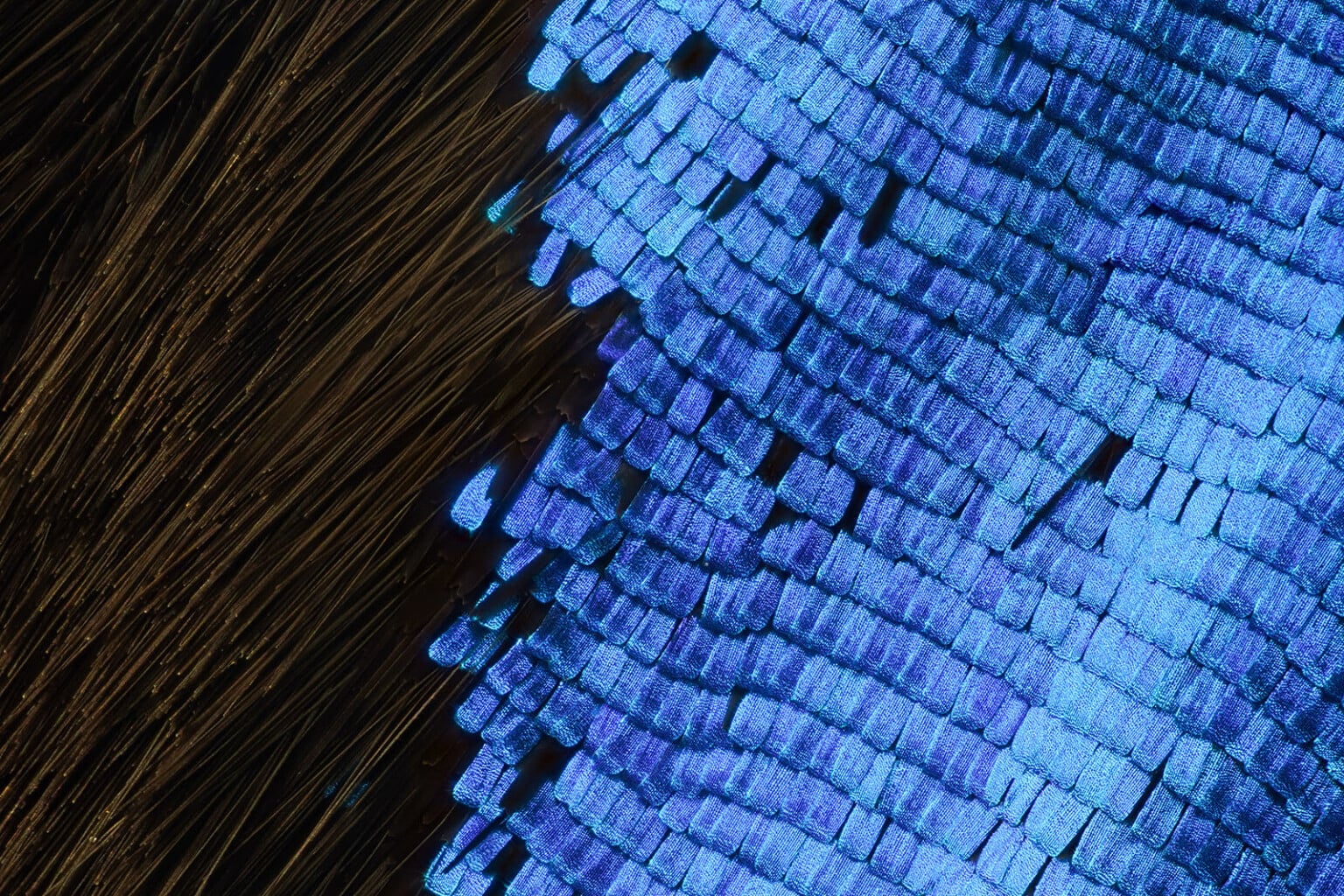 The Hidden World of Insect Wings Revealed by Macro Photographer | PetaPixel
