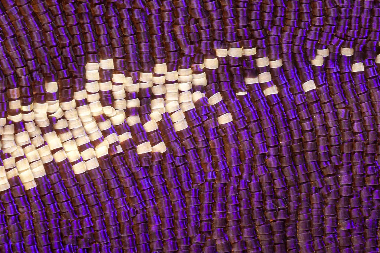 The Hidden World of Insect Wings Revealed by Macro Photographer | PetaPixel