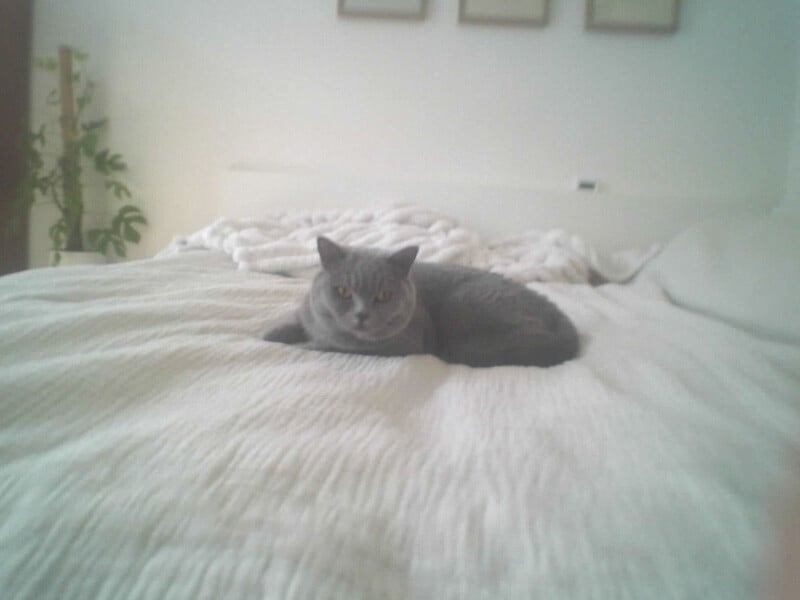 A gray cat lies on a neatly made bed with a white blanket in a softly lit, minimalistic room. There are three picture frames on the wall and a potted plant in the background.