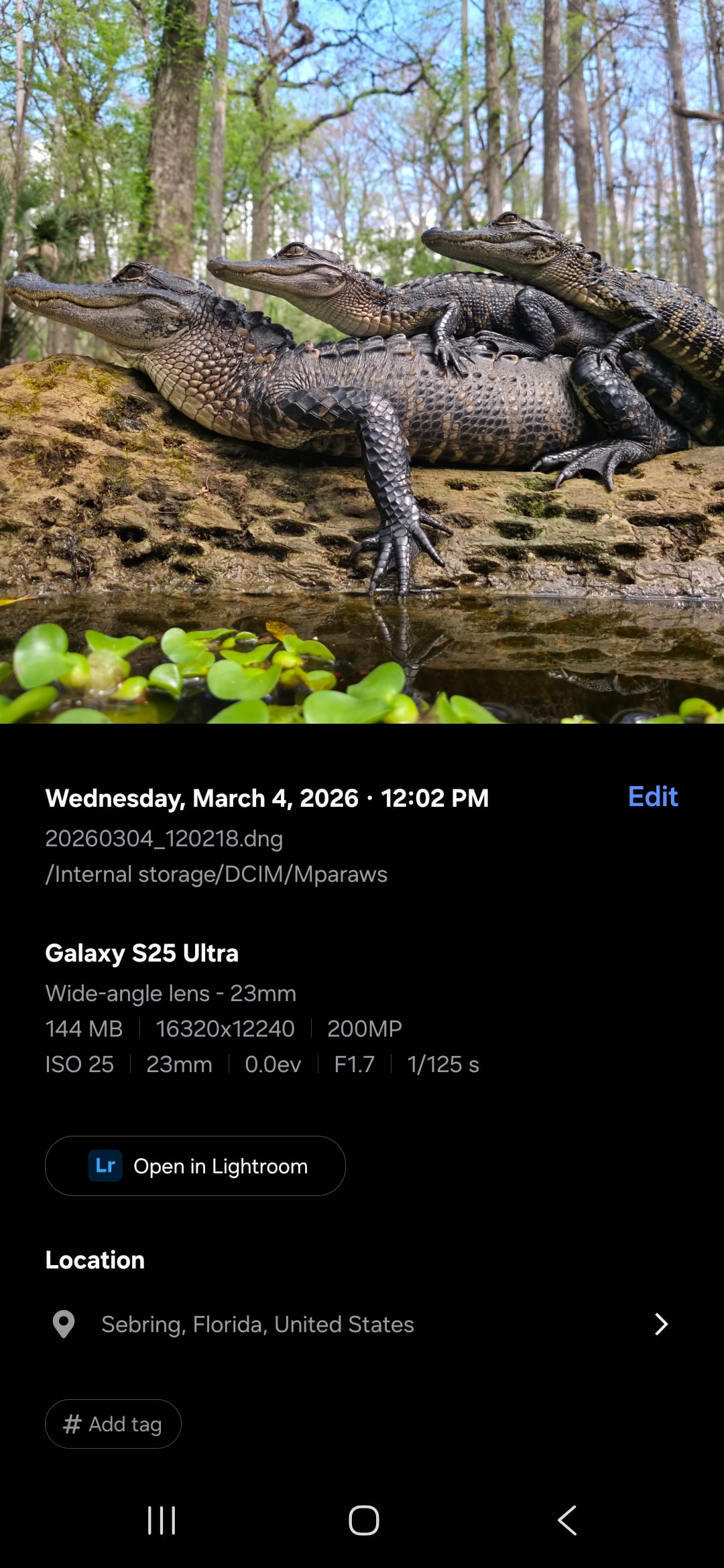Three alligators rest on a sunlit rock by the water in a forested area. One alligator is stacked on top of the others. Trees and greenery surround the scene, with reflections visible in the water.