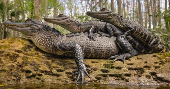 Three alligators are stacked on top of each other, resting on a mossy log in a swampy forest, surrounded by trees and greenery.